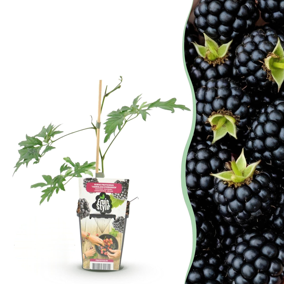 Groenblijvende braam Rubus Thornless Evergreen, plant voor binnen