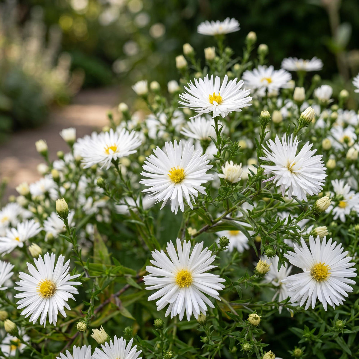 Zeeaster (D) Schneekissen, groene bladeren