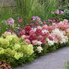 Hydrangea panniculata Groundbreaker Blush, plant in pot