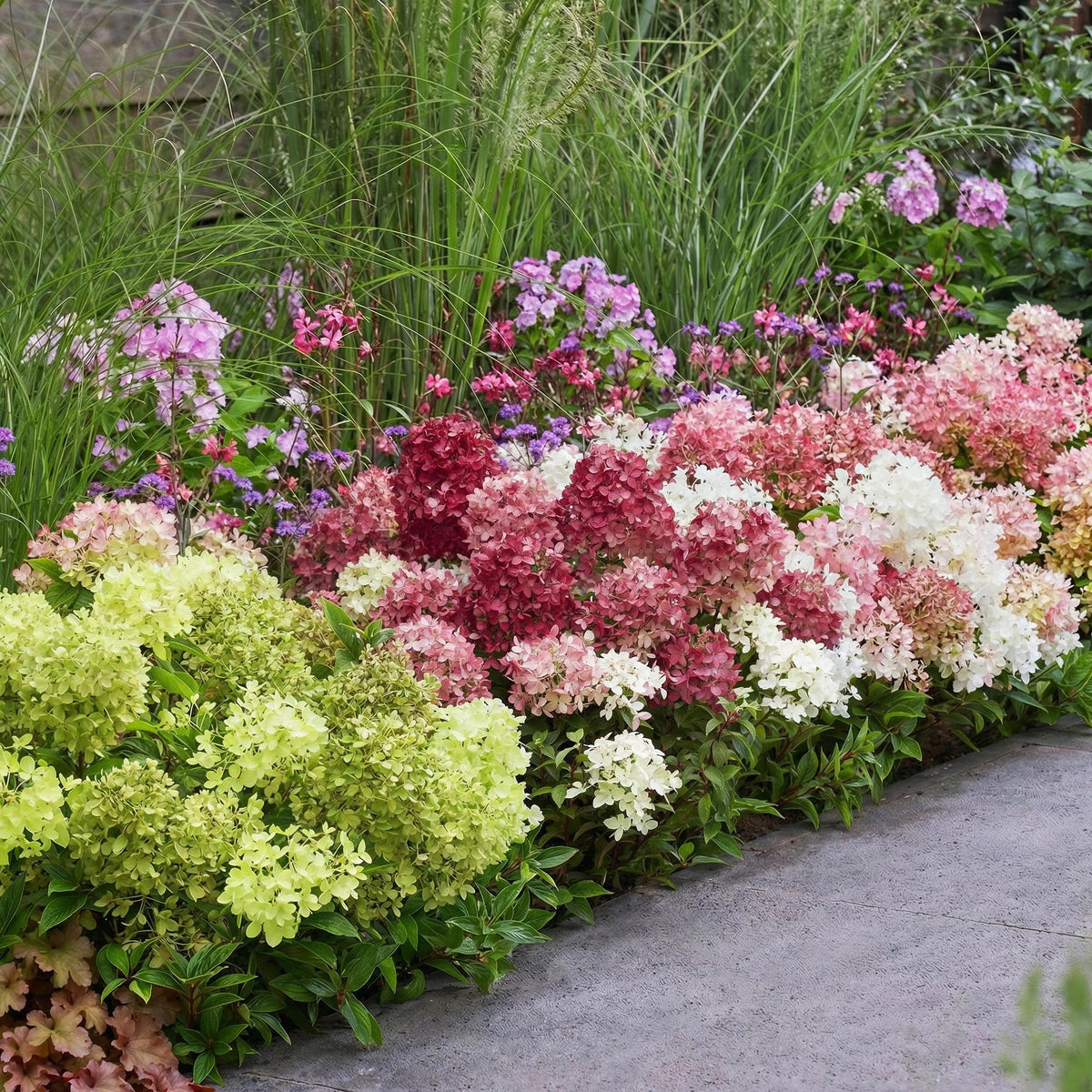Hydrangea panniculata Groundbreaker Blush, plant in pot