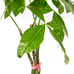 Pachira Aquatica, groene bladeren