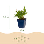 Duizendknoop ampl. Rosea, met roze bloemen, groene bladeren