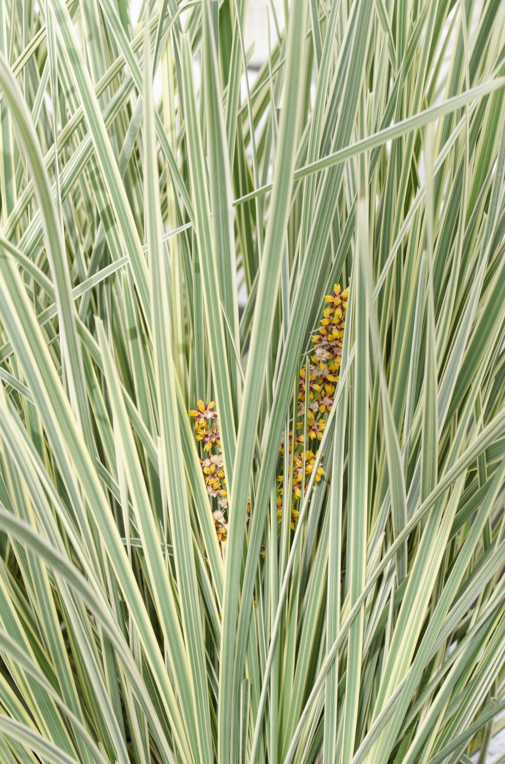 Detailfoto van Lomandra longifolia 'White Sands'