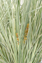 Detailfoto van Lomandra longifolia 'White Sands'