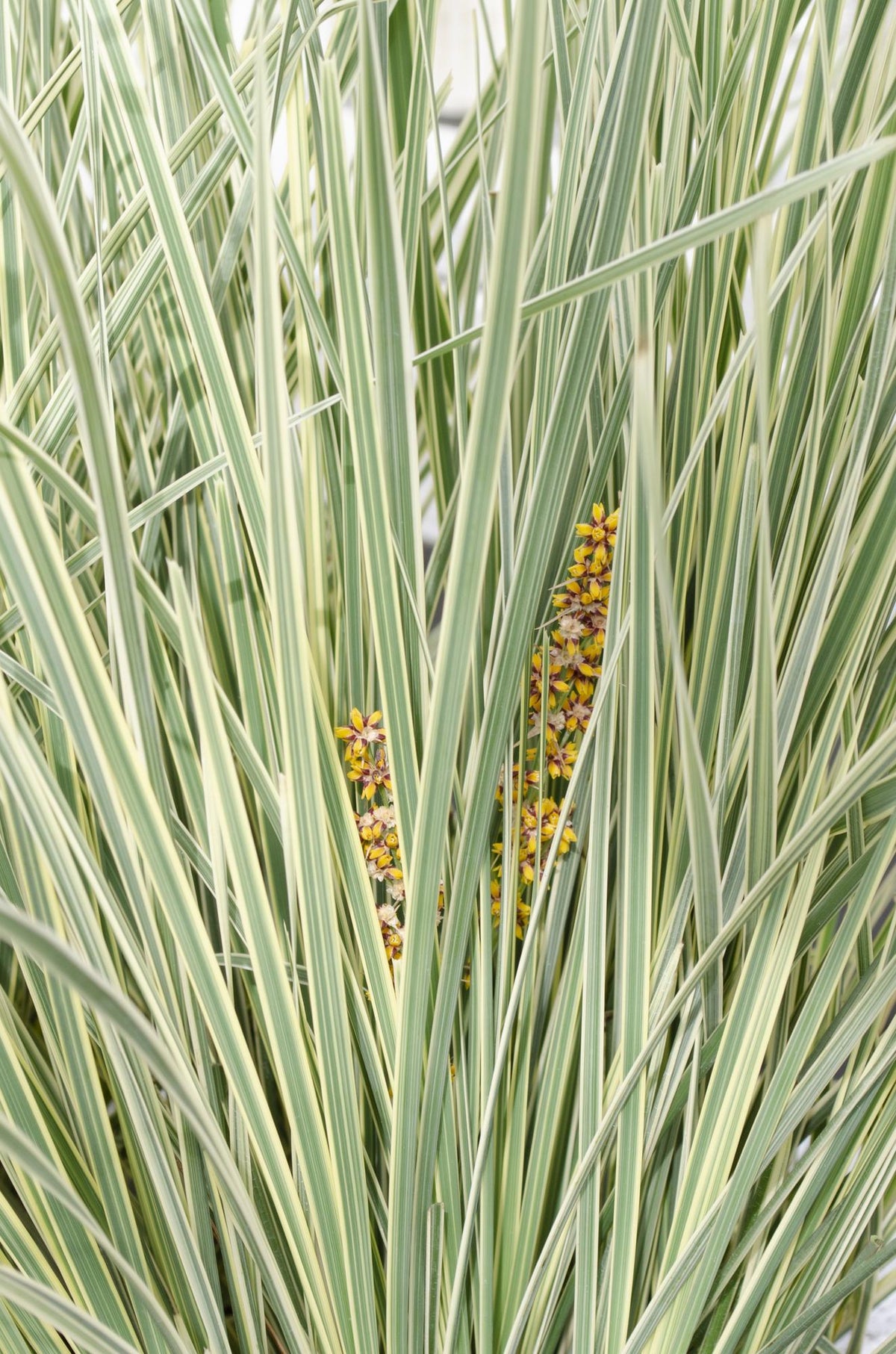 Detailfoto van Lomandra longifolia 'White Sands'