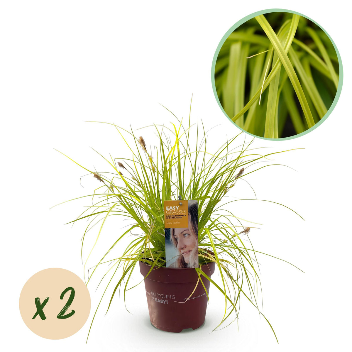 Carex oshimensis Everillo, detail van het blad