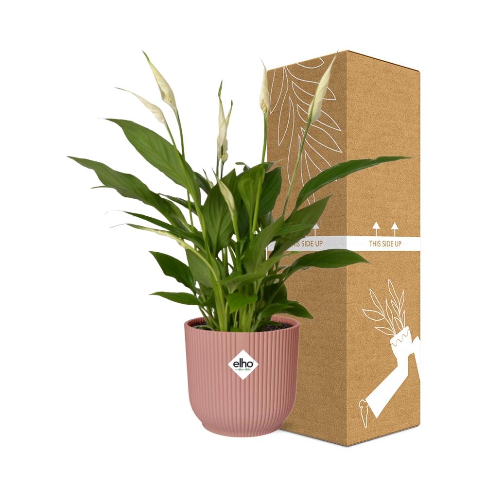 Detailfoto van Spathiphyllum Torelli in ELHO Vibes Fold roze