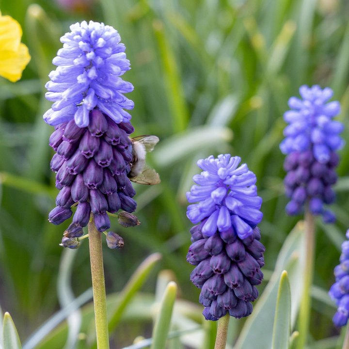 Breedbladig blauw druifje Muscari latifolium