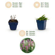 Stachys officinalis duo - betonie - 24 planten