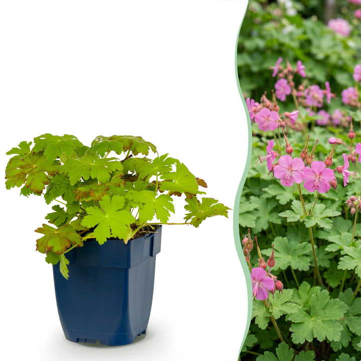 Geranium macrorrhizum - Ooievaarsbek - Bodembedekkend - Roze - 24 Planten