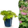 Geranium macrorrhizum - Ooievaarsbek - Bodembedekkend - Roze - 24 Planten