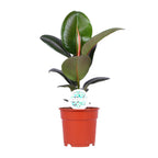 Ficus Elastica Robusta, plant in pot
