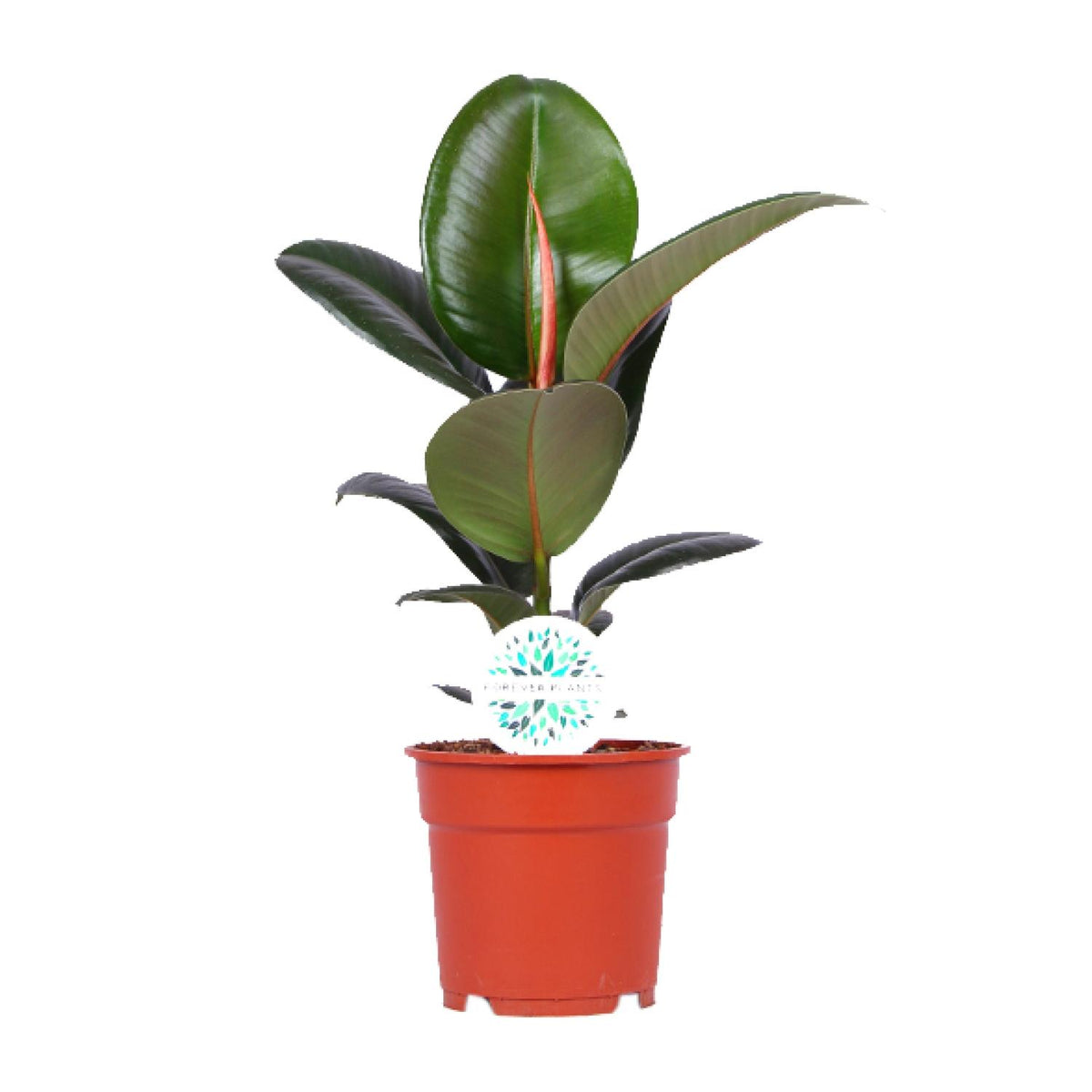 Ficus Elastica Robusta, plant in pot