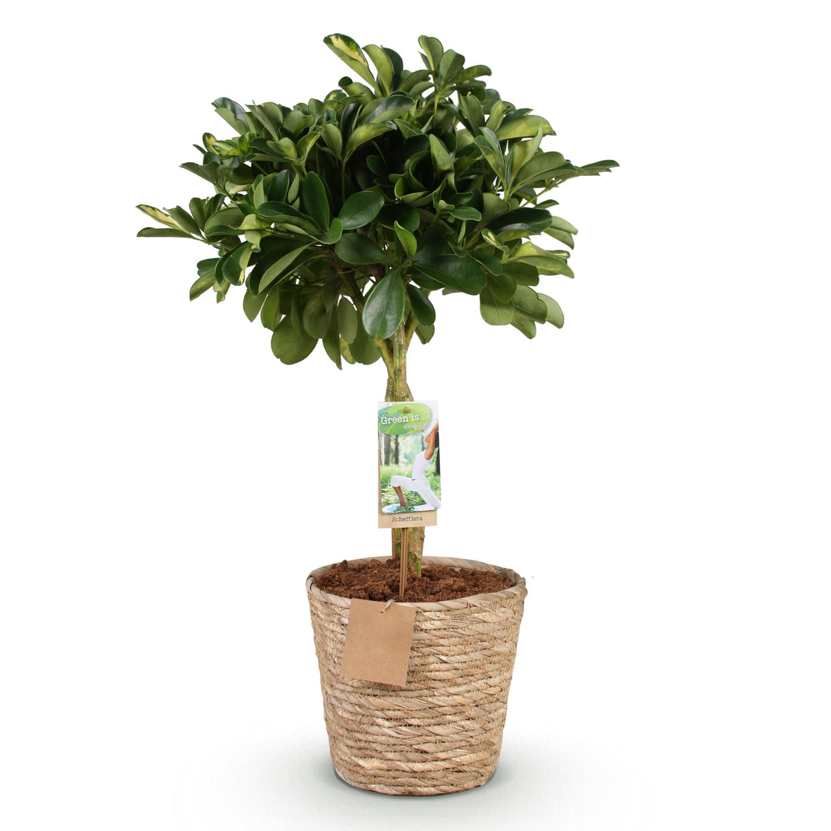 Schefflera Gold Capelle, detail van het blad