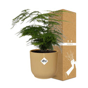 Asparagus Setaceus ‘Plumosus’ in ELHO Vibes Fold 14cm geel