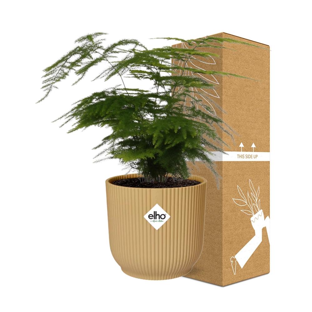Detailfoto van Asparagus Setaceus ‘Plumosus’ in ELHO Vibes Fold 14cm geel