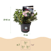 Rhododendron Bloombux &
