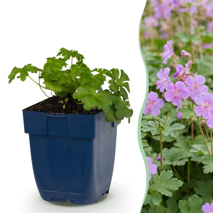 Geranium cant. Cambridge - Ooievaarsbek - Bodembedekkend - Licht Roze - 6 Planten