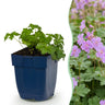 Geranium cant. Cambridge - Ooievaarsbek - Bodembedekkend - Licht Roze - 6 Planten