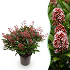 Skimmia japonica 'Rubella' terrasplant, rood, 40+ bloemen, sterke plant