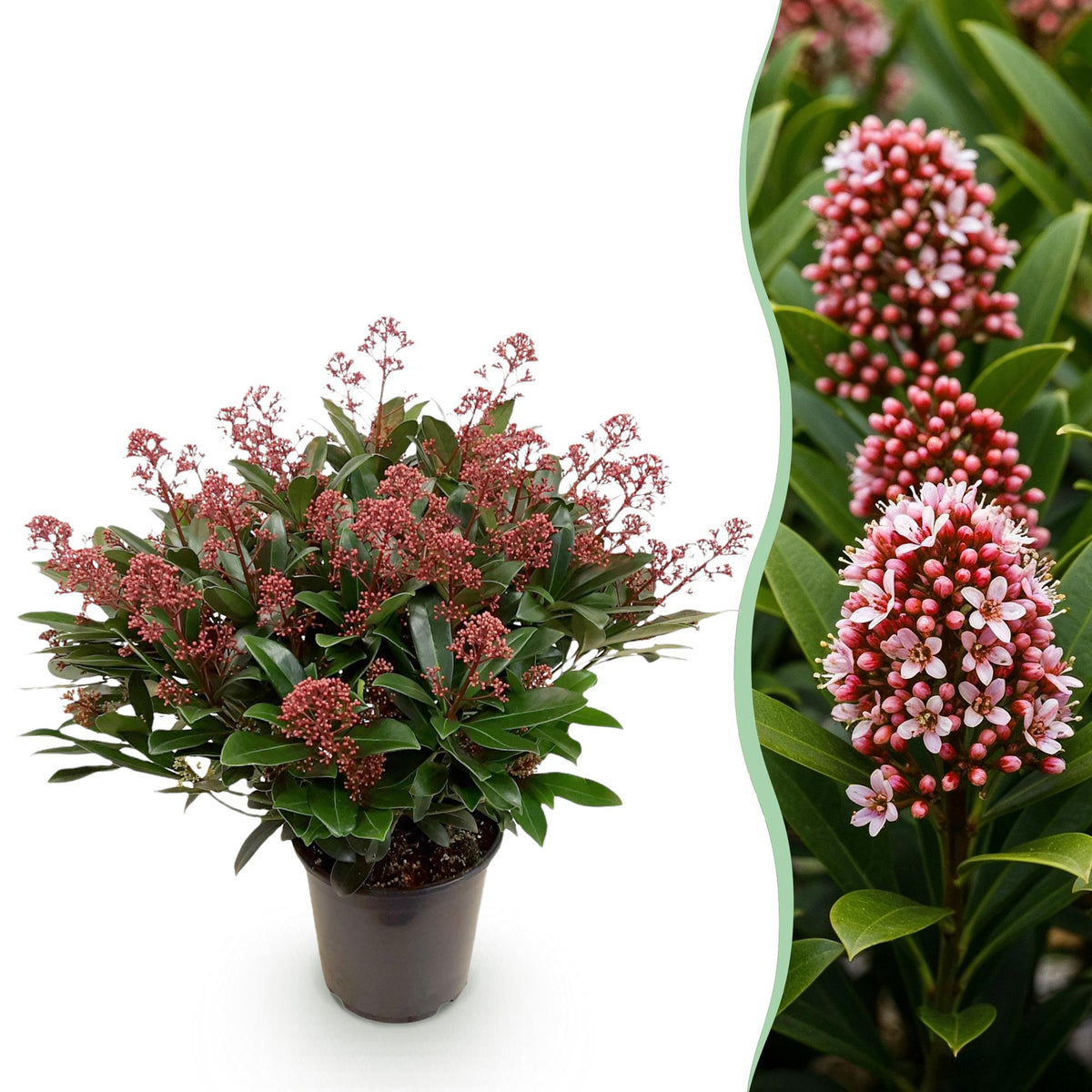 Skimmia japonica 'Rubella' terrasplant, rood, 40+ bloemen, sterke plant