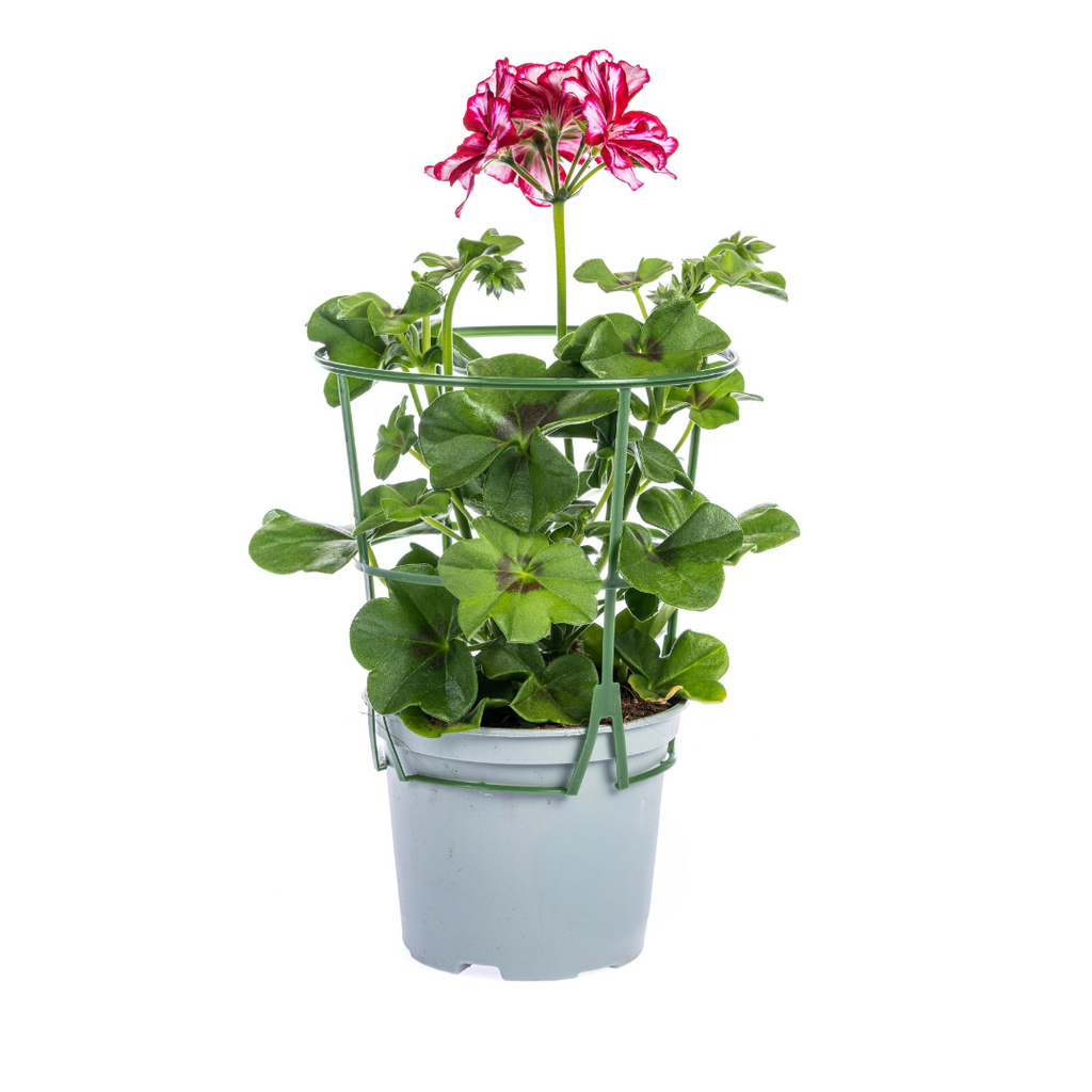 8x Pelargonium Peltatum Mexica Ruby, detail van het blad