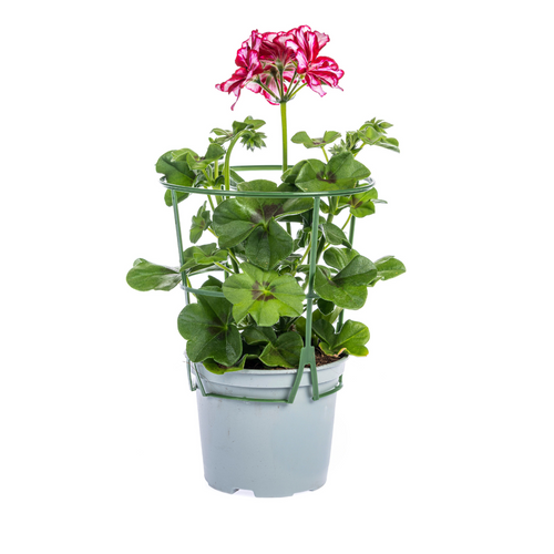 8x Pelargonium Peltatum Mexica Ruby, detail van het blad
