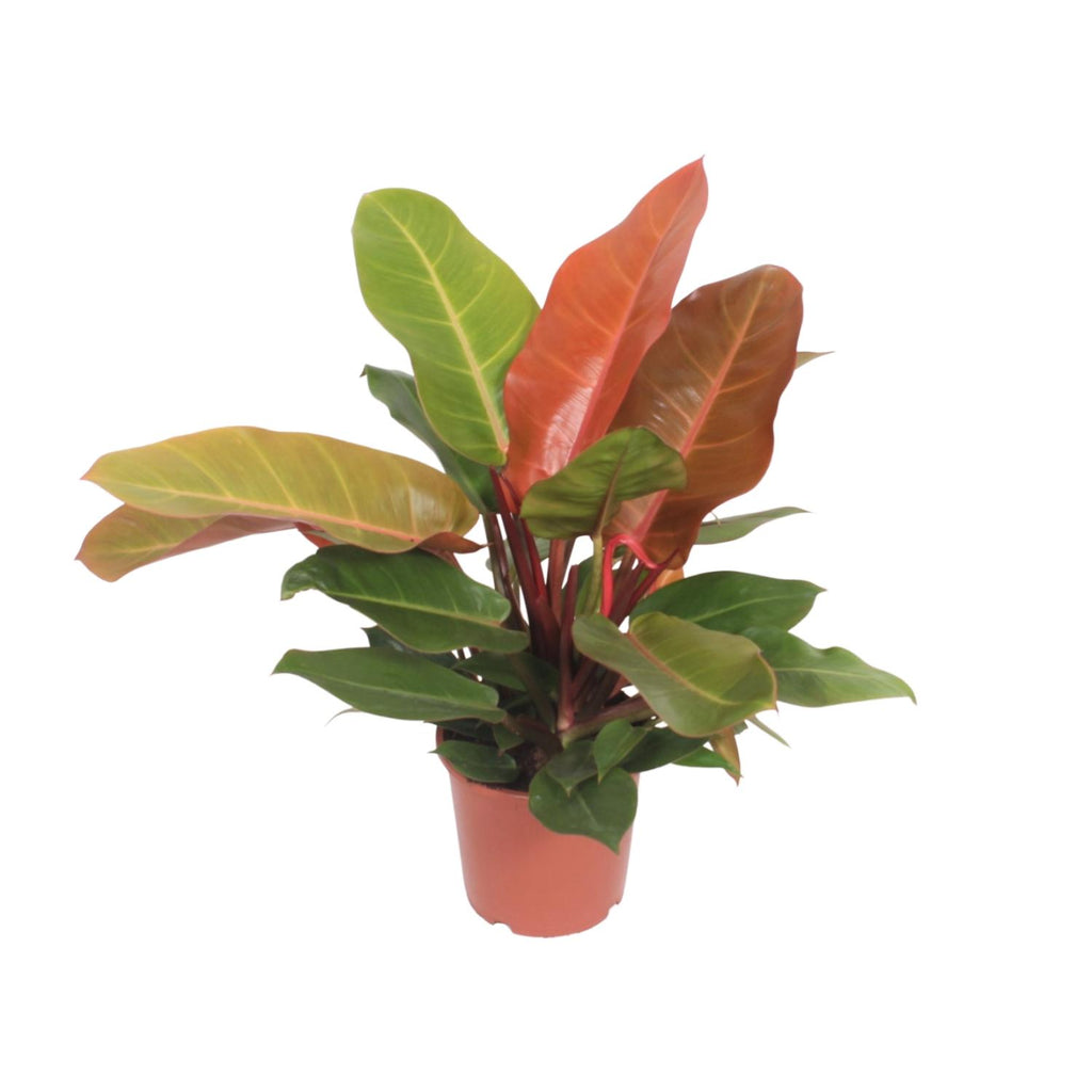Productfoto van Philodendron Prince of Orange