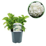 Hydrangea macrophylla Wit