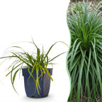 Carex oshimensis 'Evergreen', Japanse zegge, groen, sterke plant