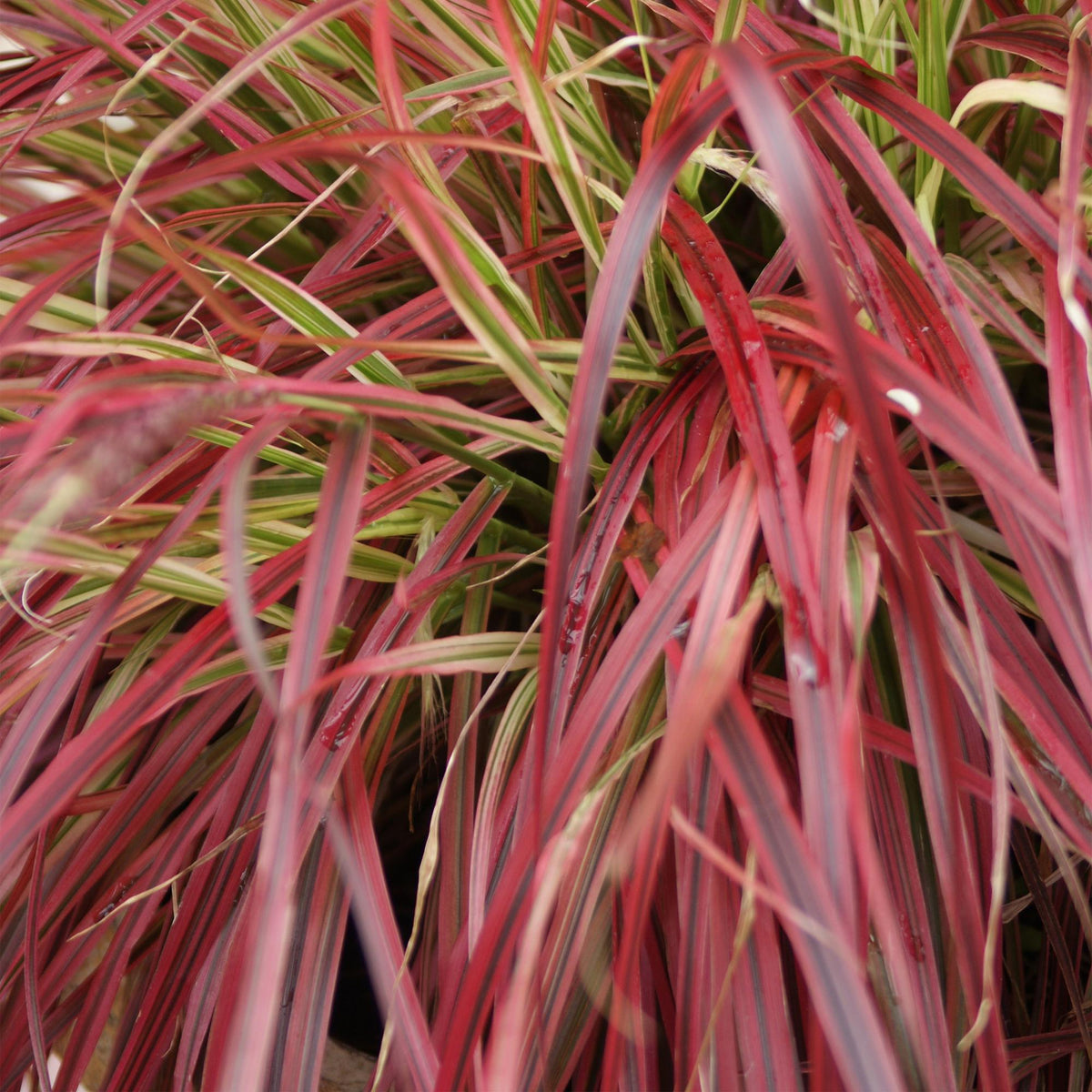 Productafbeelding van Pureplant