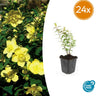 24x Hypericum 'Hidcote'