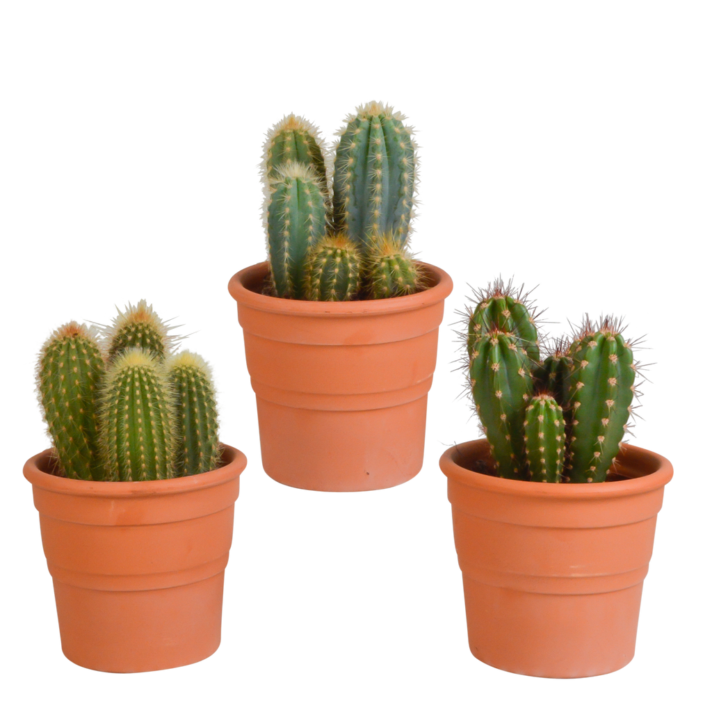 Cereus cactusmix, 3 stuks in Ø10,5 cm pot