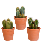 Cereus cactusmix, 3 stuks in Ø10,5 cm pot