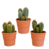 Cereus mix