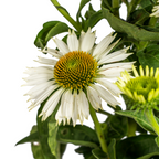 Echinacea Purpurea White, groene bladeren