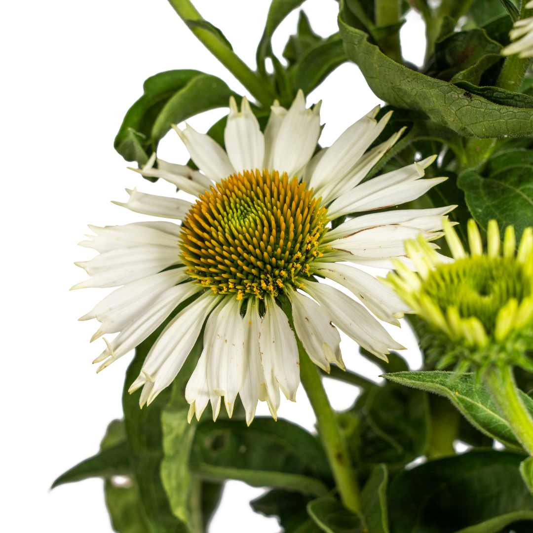 Echinacea Purpurea White, groene bladeren
