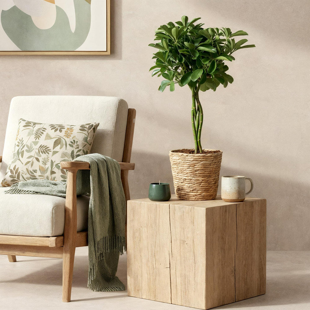 Schefflera Nora, plant in pot