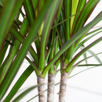 Dracaena Marginata met witte pot, groene bladeren