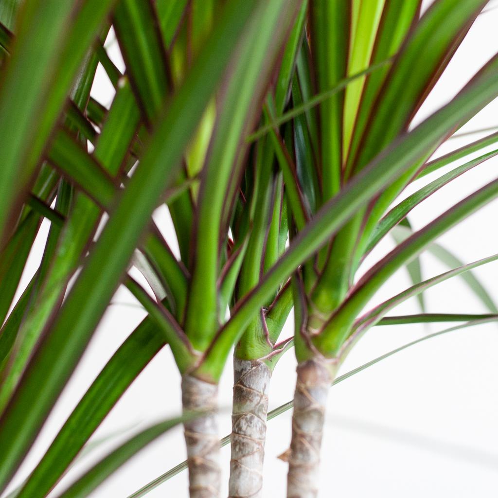 Dracaena Marginata met witte pot, groene bladeren
