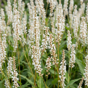 Duizendknoop ampl. Alba, met witte bloemen