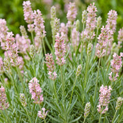 Lavandula ang. Rosea - Lavendel - Geurend - Roze - 6 Planten