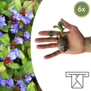 Loodkruid Ceratostigma pluggen voor de najaarstuin, 6 stuks