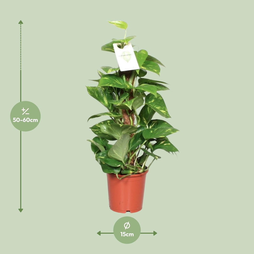 Detailfoto van Epipremnum Pinnatum Mosstok 60cm Scindapsus