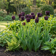 Triomftulp Black bloembollen, donkerpaars, foto 2