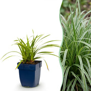 Carex morrowii Ice Dance - Japanse Zegge - Groenblijvend - Creme-Groen - 6 Planten