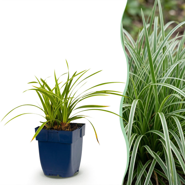 Carex morrowii Ice Dance - Japanse Zegge - Groenblijvend - Creme-Groen - 6 Planten