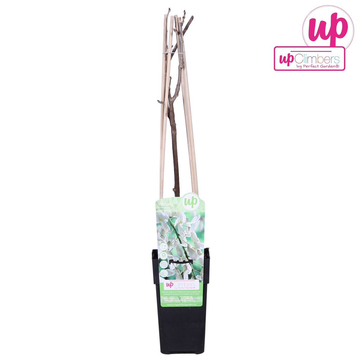 Detailfoto van Wisteria floribunda Alba - Witte regen