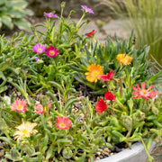 24x - Delosperma mix - Ø7cm - ↕10-12cm