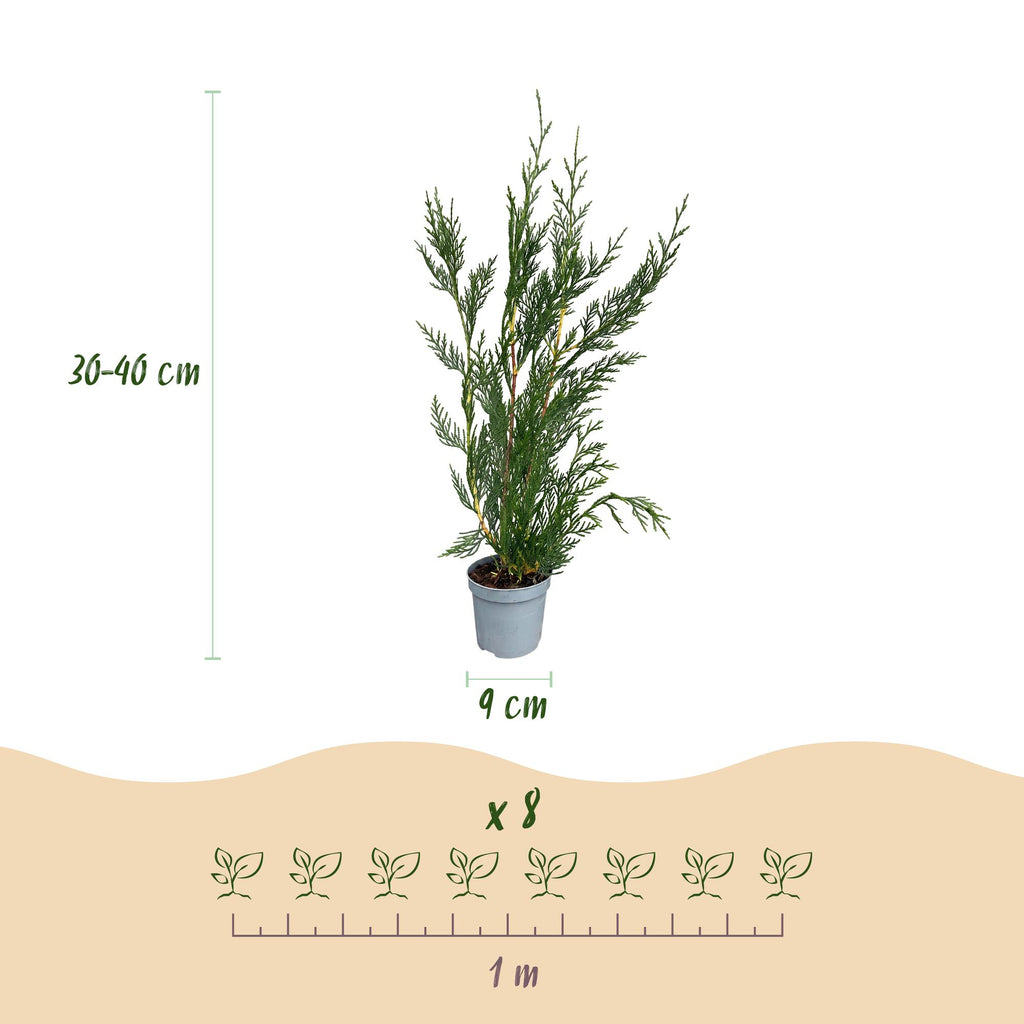 Cupressocyparis leylandii, kenmerkend blad